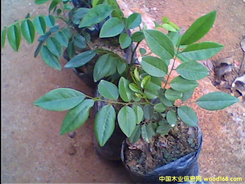 c鿴-S2ŴDƬ