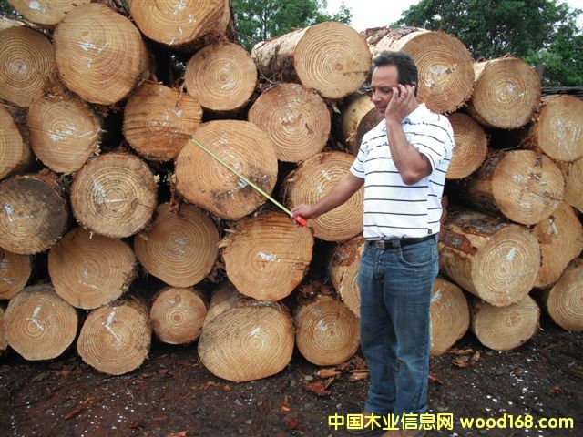 taeda pine 5ԔB