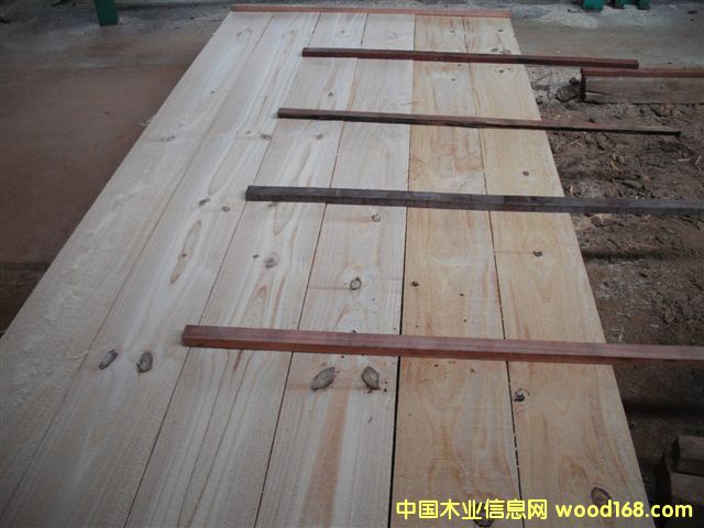 taeda pine 3ԔB