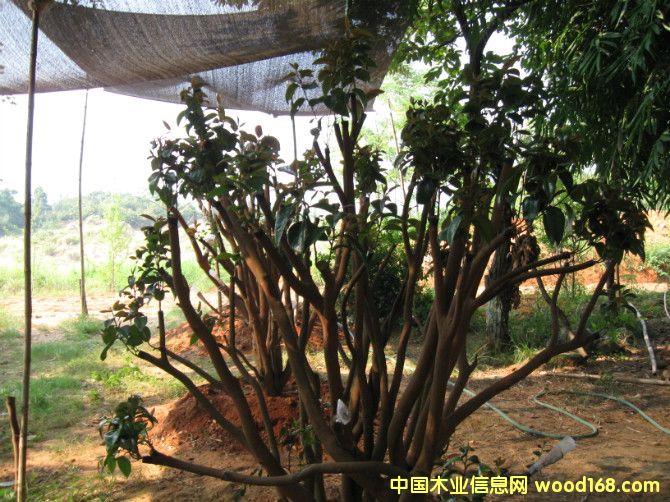 c鿴軨ŴDƬ