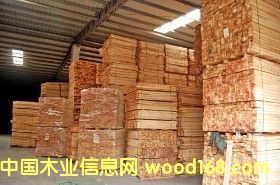 橡膠木的詳細介紹