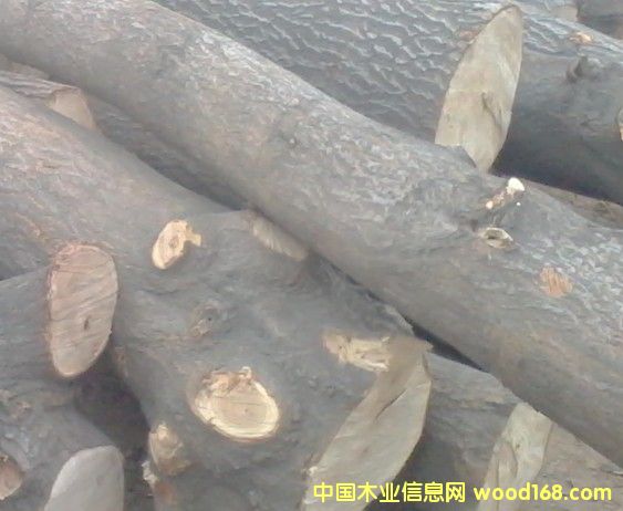 桐木的詳細介紹