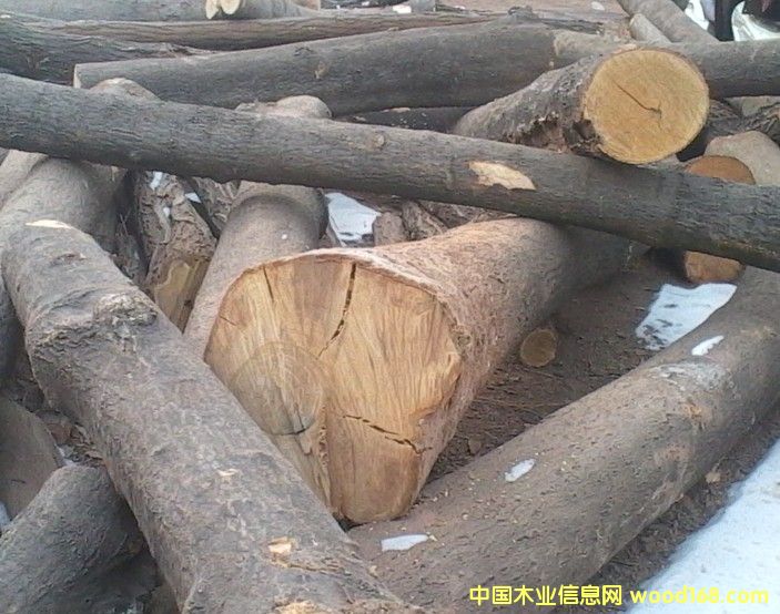 椿樹的詳細介紹