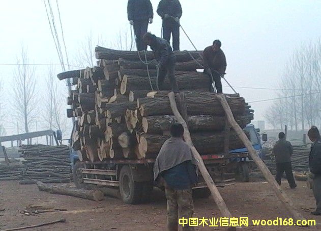 槐樹的詳細介紹