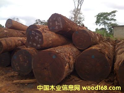 塔利的詳細介紹