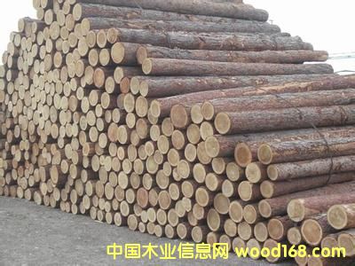 落葉松的詳細介紹