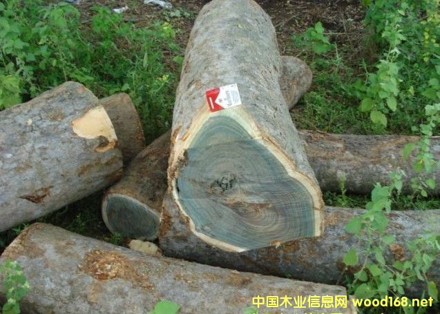 ľЈȈ棺G̴ЈFm߄Ay